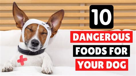 10 Dangerous Foods Your Dog Should Never Eat‼️ Youtube