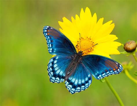 عکس پروانه آبی زیبا روی گل زرد مخصوص پروفایل اینستاگرام