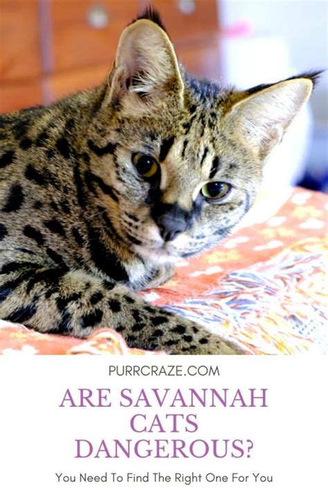 Are Savannah Cats Dangerous What To Keep In Mind Purr Craze