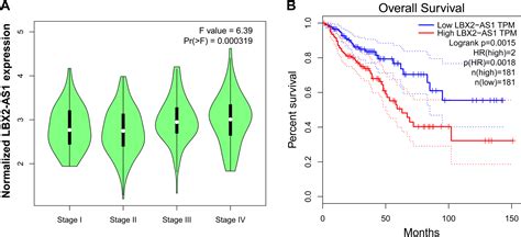 Overexpression Of Long Noncoding Rna Lbx2 As1 Promotes The