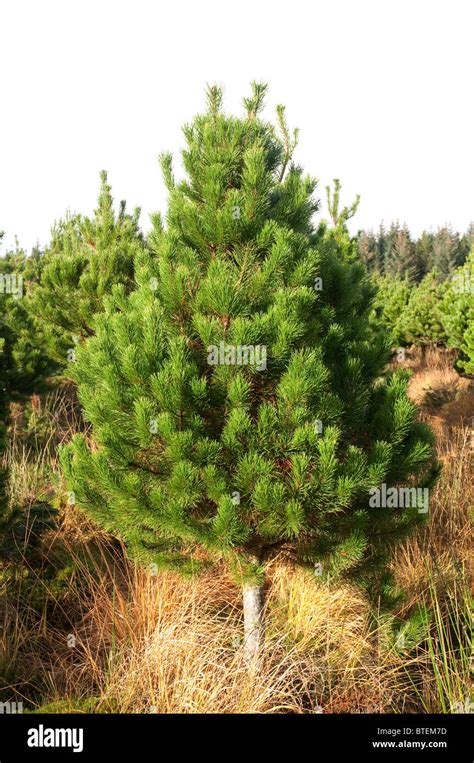 Christmas Treelodge Pole Pine One Of The Most Popular Varieties In