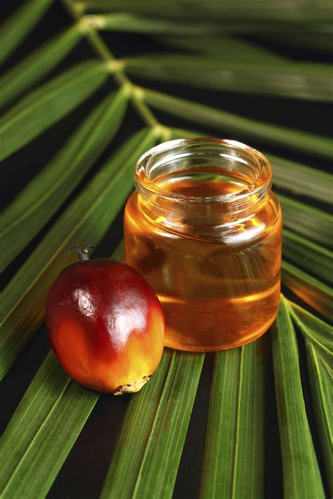 Basic requirements oil palm is typically grown in tropical lowland regions. Pack a Nutritional Knockout with Red Palm Oil