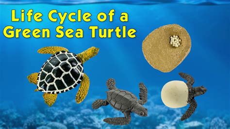 Safari Ltd® Life Cycle Of A Green Sea Turtle Youtube