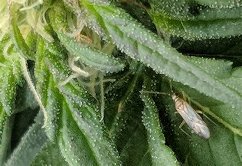 Mirid Plant Bug On Cannabis Whats That Bug