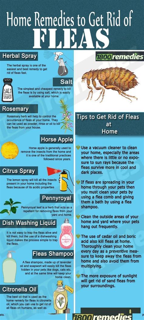 Be The Person Your Dog Thinks You Are Mug Home Remedies For Fleas