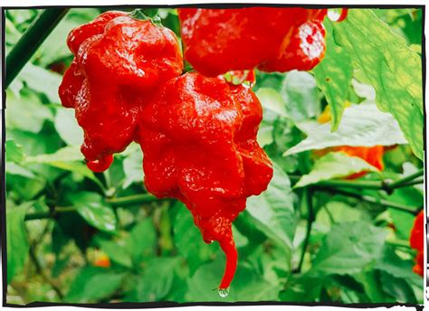 Peppers Carolina Reaper — Uchu Spice