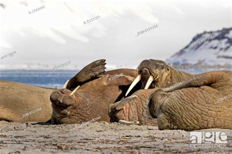Walrosse Am Strand Spitzbergen Svalbard Norwegen Europa Walruses On The Beach Svalbard