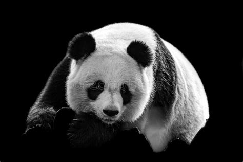 Panda Silhouette Photos Free And Royalty Free Stock Photos From Dreamstime