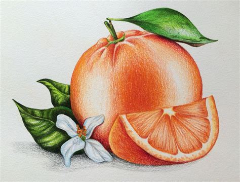 A Drawing Of An Orange With Leaves And Flowers