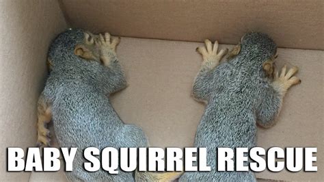 Baby Squirrel Rescue Youtube