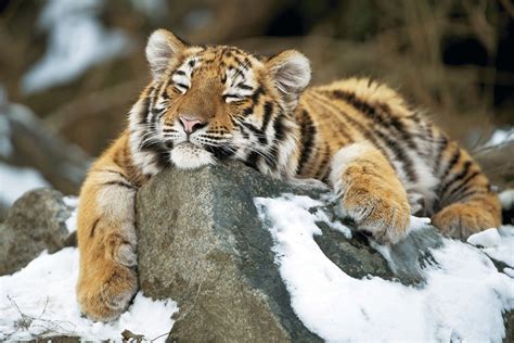3 041 095 · обсуждают: Tiger lieben den Schnee - Tiergarten Schönbrunn