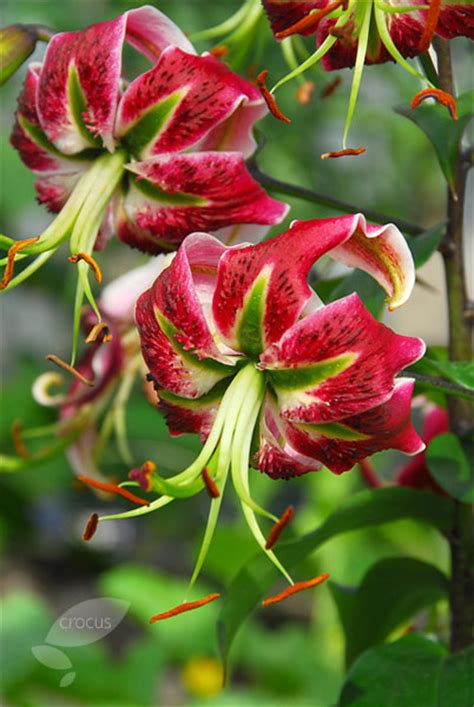 Buy Lily Bulb Lilium Black Beauty Delivery By Crocus