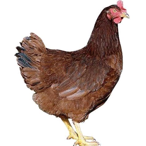 Hen Transparent PNG All PNG All