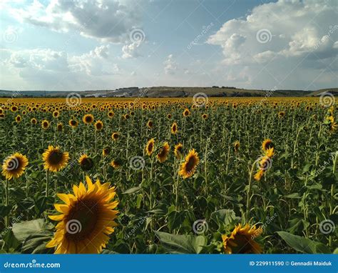 Sunflower Field In Russia Tula Region Stock Photo Image Of Sunlight