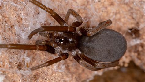 Do House Spiders Have Families Savages Microblog Bildergalerie