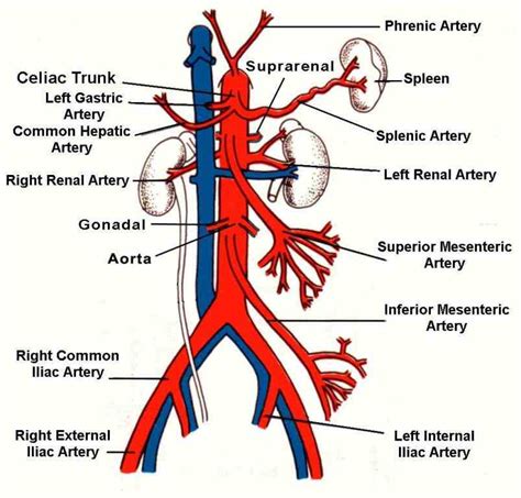 Superior Mesenteric Artery Anatomy