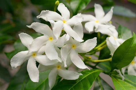 All About Planting And Taking Care Of The Star Jasmine Vine Gardenerdy
