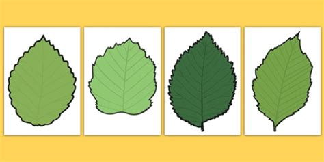 Blank Leaf Templates