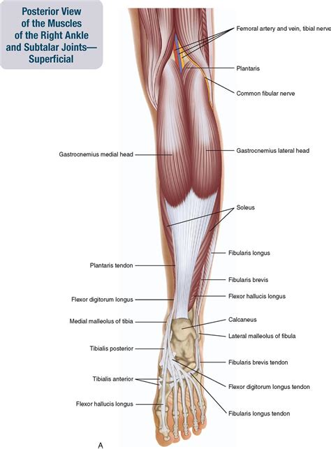 4 in each foot, each with 2 heads o: 11. Muscles of the Leg and Foot | Musculoskeletal Key