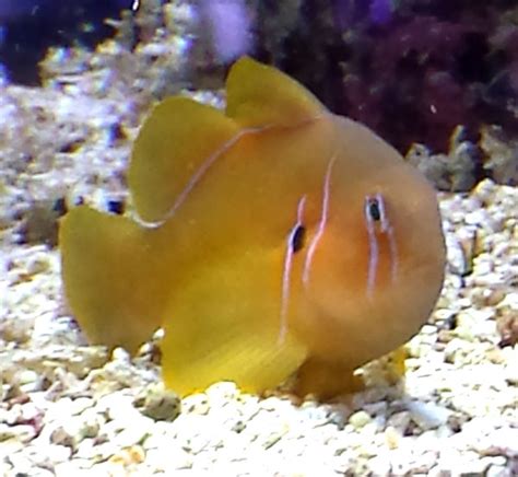 Lemon Citron Clown Goby Reef Safe Fish For Sale At Aquacorals