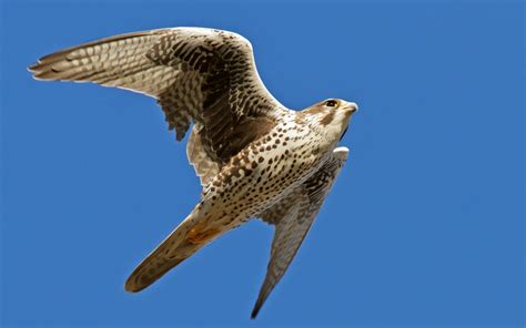 Falcon Bird Magnificent Hd Desktop Wallpapers 4k Hd