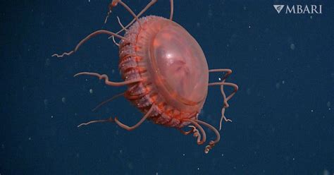 Researchers Discover New Deep Sea Creature In Monterey Bay Los