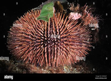 European Edible Sea Urchin Echinus Esculentus Portugal Stock Photo