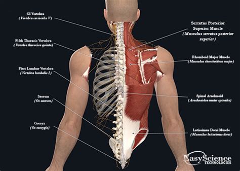 Acquire Back Anatomy Free Images