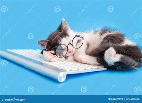 Cute Little Kitten In Glasses Fell Asleep On Keyboard On Working Desk
