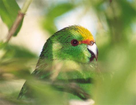 Orange Fronted Parakeet Fauna Recovery New Zealand