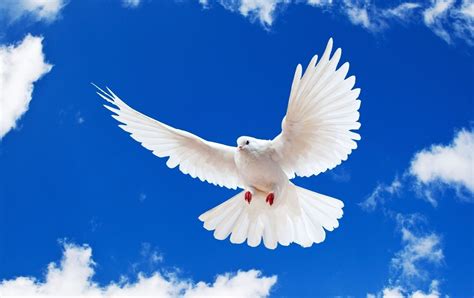 Birds In Sky White Dove Flying Peace Sky Animals Birds Hd Wallpaper