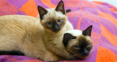 The traditional group is further subdivided into 3 types: 5 Things to Know About Siamese Cats