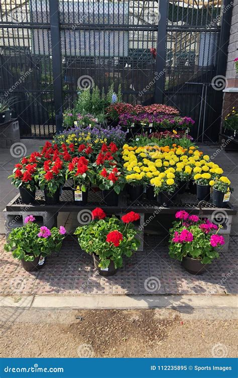 Flowers For Sale At Lowes Garden Center Editorial Image Image Of