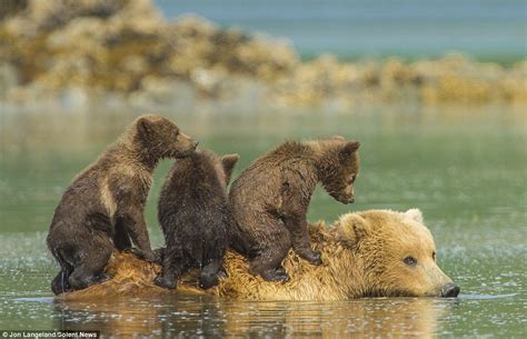 A Ride Across The River Is A Bear Necessity When Youre A Cub Young
