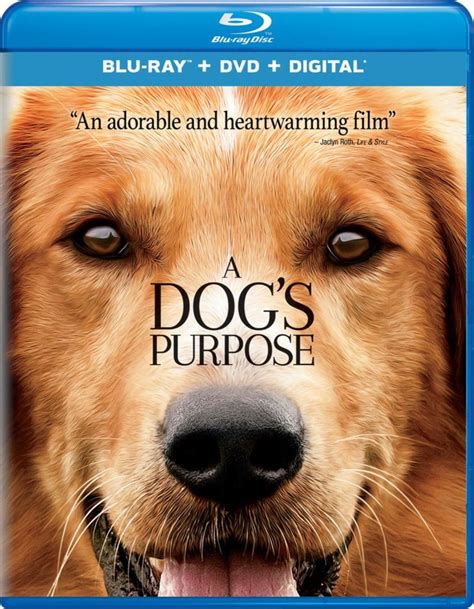 Best Dog Movies 22 Films For You And Your Canine To Share