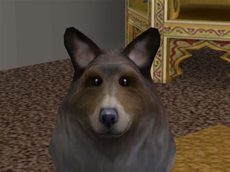 Mod The Sims Shetland Sheepdog My Version