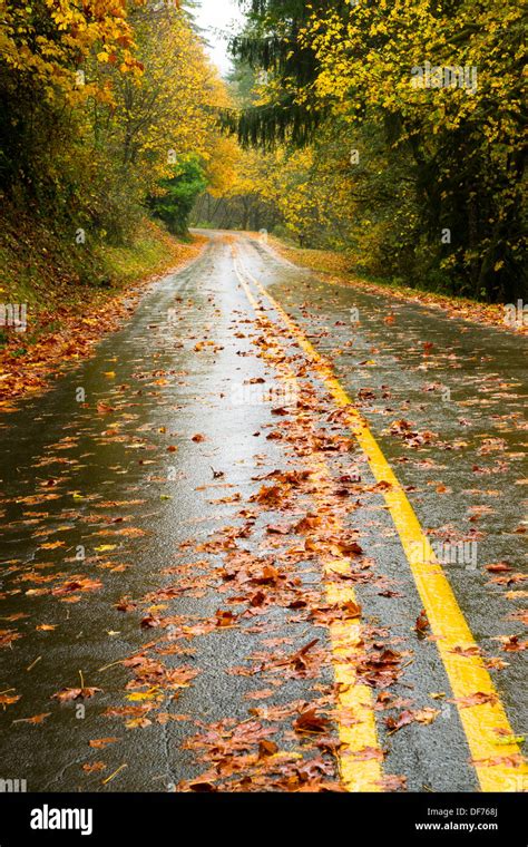 The Road Is Slick And Wet During Fall Rain With Autumn Leaves Stock