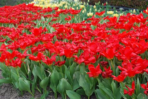 Red Flowers In Springtime Free Image Download