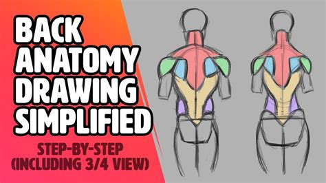 Back Anatomy Simplified Figure Drawing Structure Tutorial Youtube