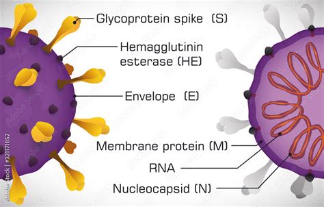 Infographic Depicting The Coronavirus Structure Vector Illustration