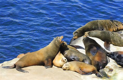 Seals And Sea Lions At La Jolla Cove