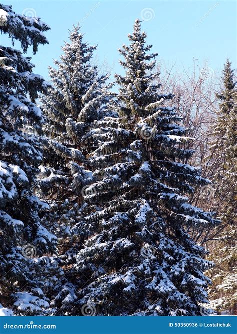 Snow Covered Spruce Trees Stock Photo Image Of Spruce 50350936