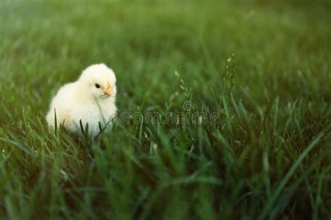 Cute Fluffy Baby Chicken On Green Grass Outdoors Farm Animal Stock