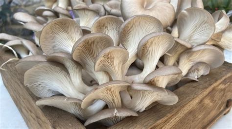 How To Grow Oyster Mushrooms From Store Bought Mushrooms