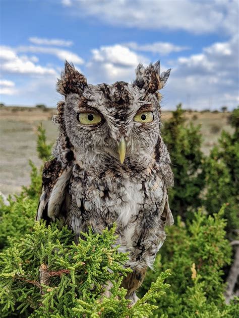 Admin november 11, 2020 leave a comment. Thistle the Eastern Screech Owl | Nature's Educators ...