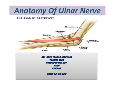 Anatomy Of Ulnar Nerve Ulnar Nerve Anatomy