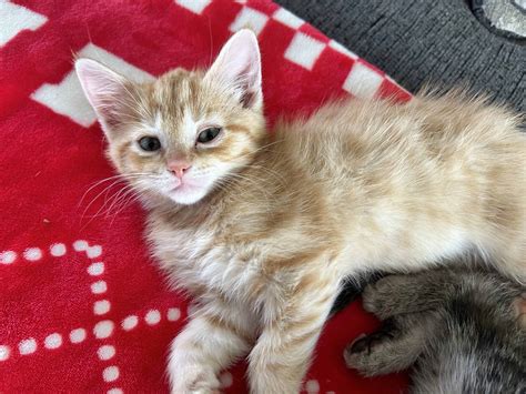 KITTENS- Free to a loving and caring forever home | PetClassifieds.com