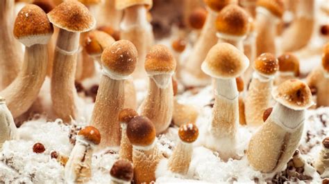 What Is The Penis Envy Mushroom Advanced Mycology