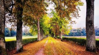 Trees Lined Road Hd Wallpapers Desktop And Mobile Images And Photos