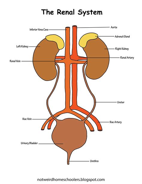 The Renal System Diagram Includes Both Full Color And Black And White